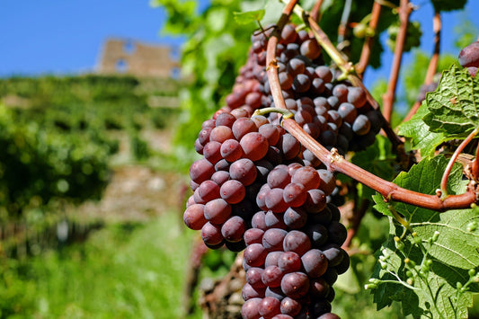 Let's talk Vegan wines!
