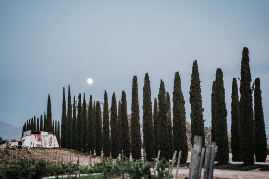 How the Moon Affects Wine Production