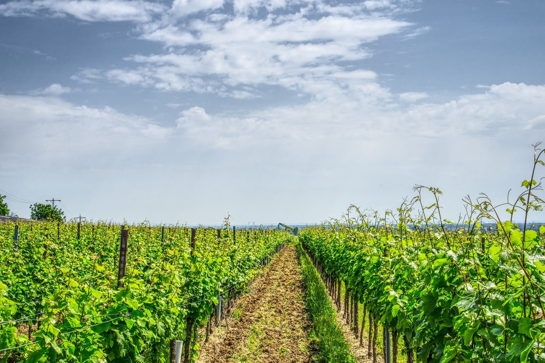 Wine Producer Of The Month - Bodegas Anadas