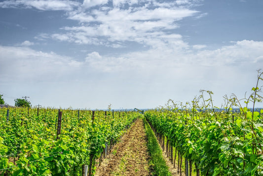 Wine Producer Of The Month - Bodegas Anadas