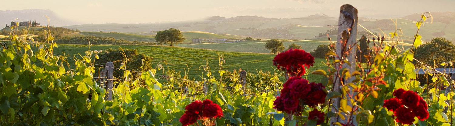 Italian wines