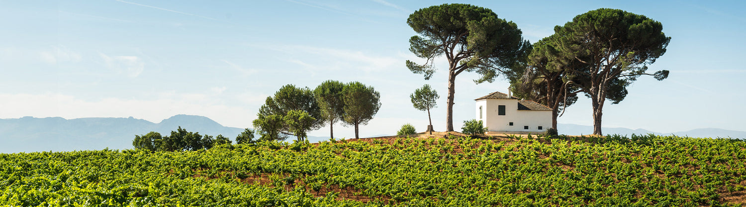 Spanish wines